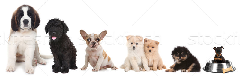 Különböző kutyakölyök kutyák fehér portrék Stock fotó © tobkatrina