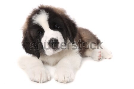 Adorable saint chiot couché blanche chien Photo stock © tobkatrina