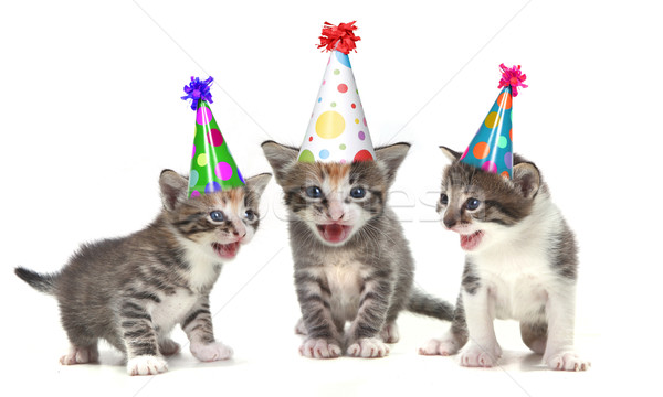 ストックフォト: 歳の誕生日 · 歌 · 歌 · 子猫 · 白
