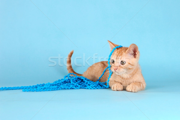 Little Orange Tabby Kitten in Studio Stock photo © tobkatrina