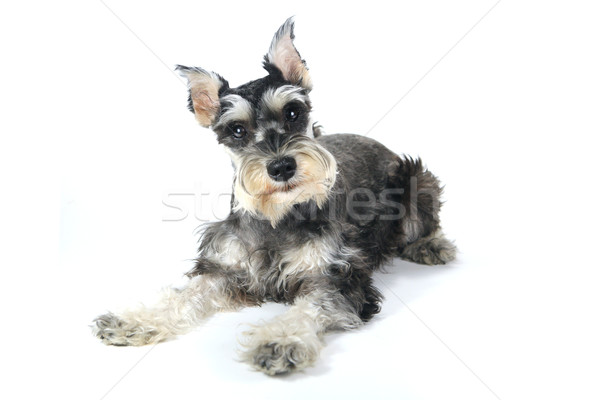 Cute miniatura schnauzer cucciolo cane bianco Foto d'archivio © tobkatrina