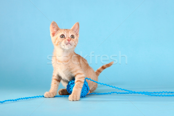 Little Orange Tabby Kitten in Studio Stock photo © tobkatrina