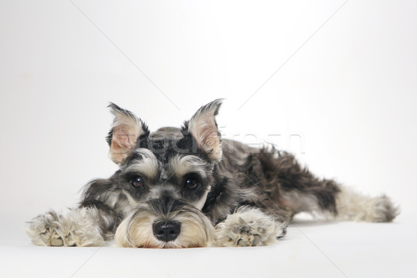 Aranyos miniatűr schnauzer kutyakölyök kutya fehér Stock fotó © tobkatrina