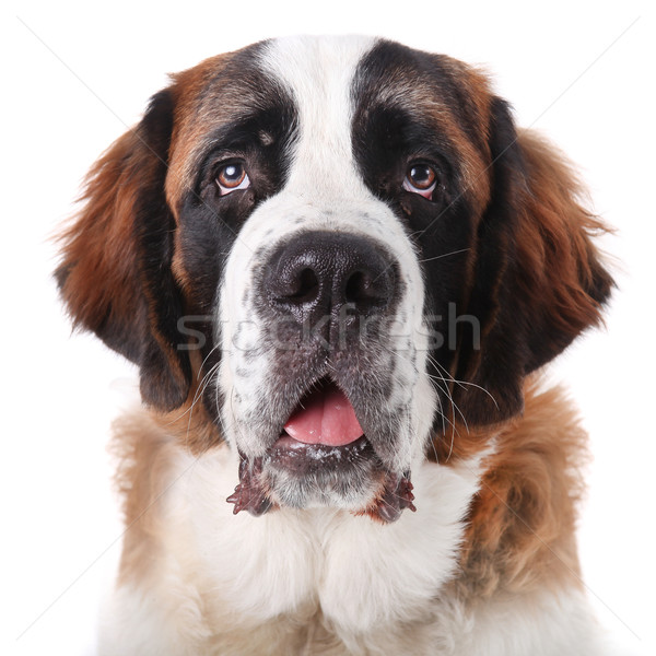 Sevimli aziz köpek yavrusu çok güzel mutlu Stok fotoğraf © tobkatrina