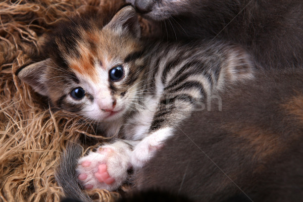 Baby Kätzchen legen Geschwister cute Liebe Stock foto © tobkatrina