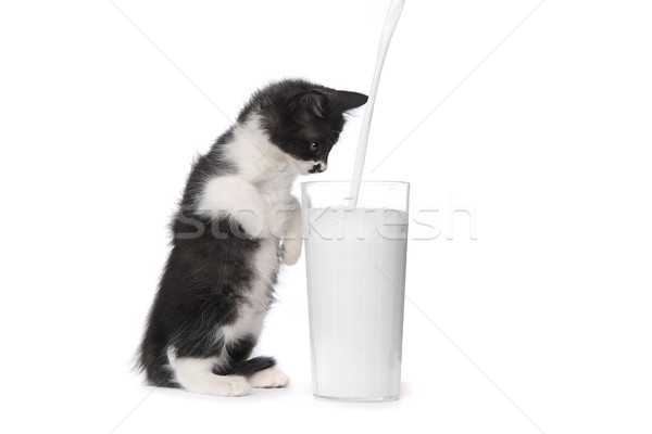 Cute gattino guardare latte vetro Foto d'archivio © tobkatrina