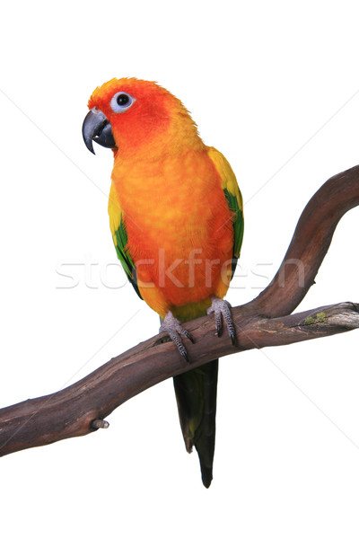 Cute Sun Conure Parrot Sitting on a Wooden Perch Stock photo © tobkatrina