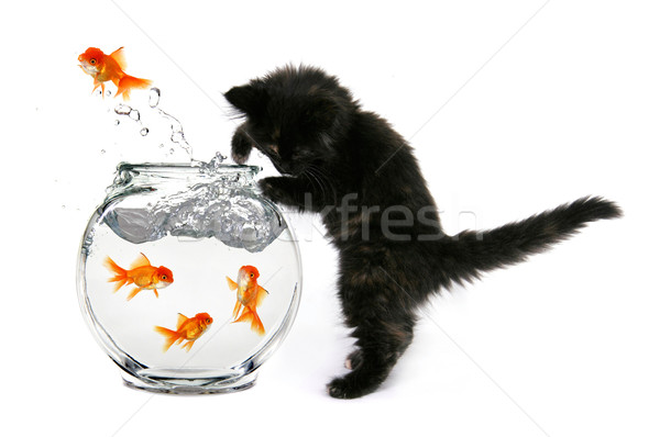 小貓 黃金 魚 碗 商業照片 © tobkatrina