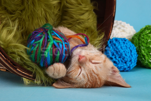 Little Orange Tabby Kitten in Studio Stock photo © tobkatrina