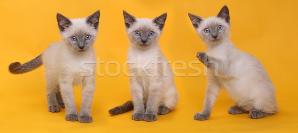 Kittens heldere kleurrijk cute Geel oog Stockfoto © tobkatrina
