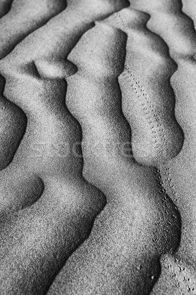Beautiful Sand Dune Formations  Stock photo © tobkatrina