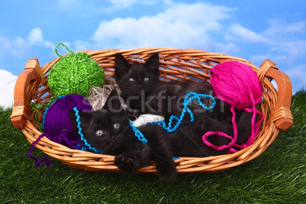 Amoroso juguetón gatitos cesta hilados cute Foto stock © tobkatrina
