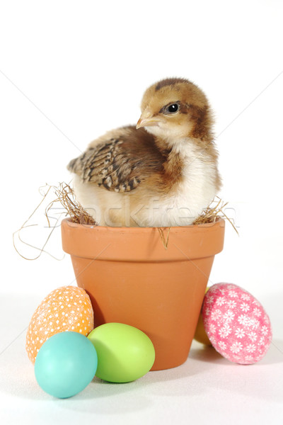 Holiday Themed Image With Baby Chicks and Eggs Stock photo © tobkatrina