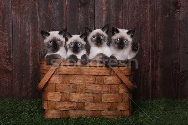 Adorable Siamese Kittens in A Basket Stock photo © tobkatrina