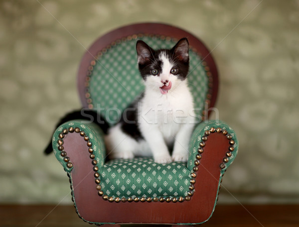 Stock photo: Little Kitten Sitting in a Chair