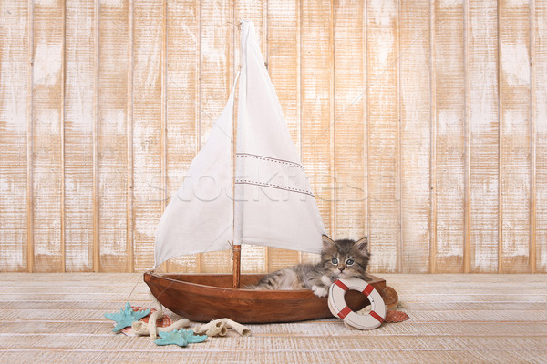 Cute Kitten in a Sailboat With Ocean Theme Stock photo © tobkatrina