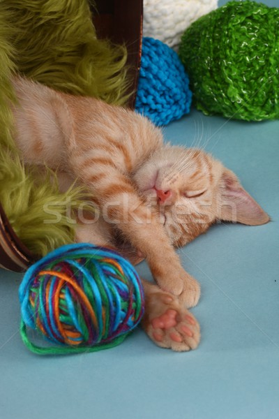 Little Orange Tabby Kitten in Studio Stock photo © tobkatrina