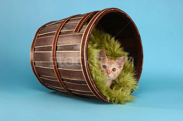Little Orange Tabby Kitten in Studio Stock photo © tobkatrina