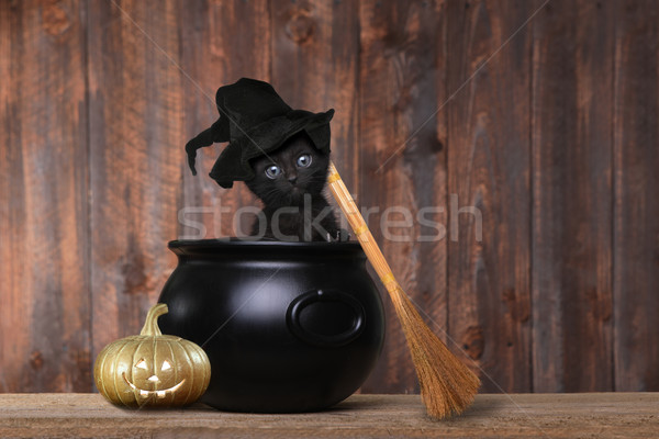 Imádnivaló kiscica halloween boszorkánykalap seprű aranyos Stock fotó © tobkatrina