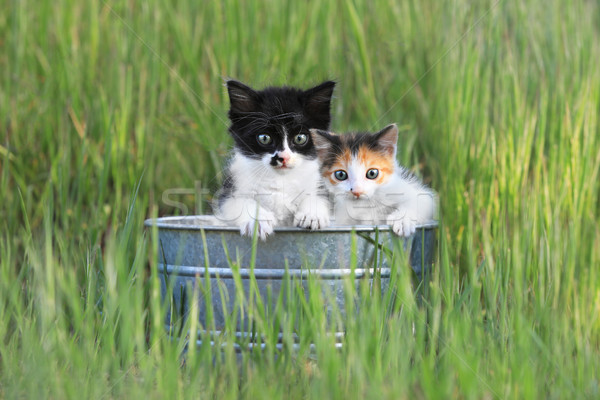 ストックフォト: 子猫 · 屋外 · 緑の草 · 愛らしい · 錫