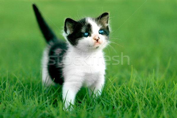 Pequeño gatito aire libre la luz natural cute verde Foto stock © tobkatrina