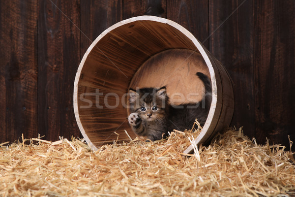 Cute Adorable Kittens in a Barn Setting With Hay Stock photo © tobkatrina