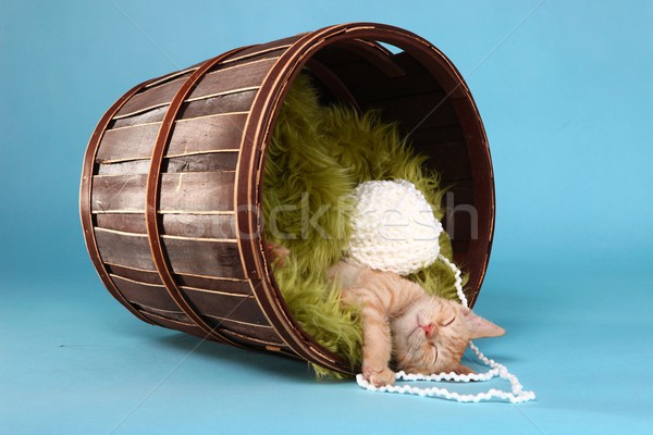 Little Orange Tabby Kitten in Studio Stock photo © tobkatrina