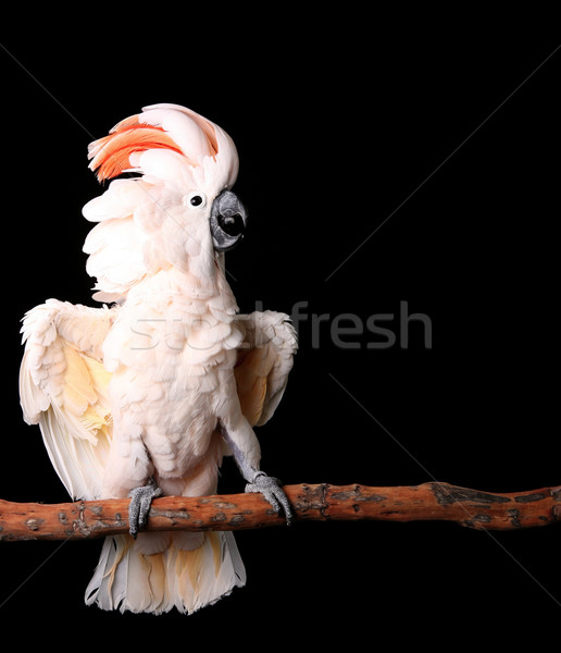 Moluccan Cockatoo With His Wings Out Stock photo © tobkatrina