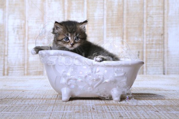 Cute Adorable Kitten in A Bathtub Relaxing Stock photo © tobkatrina