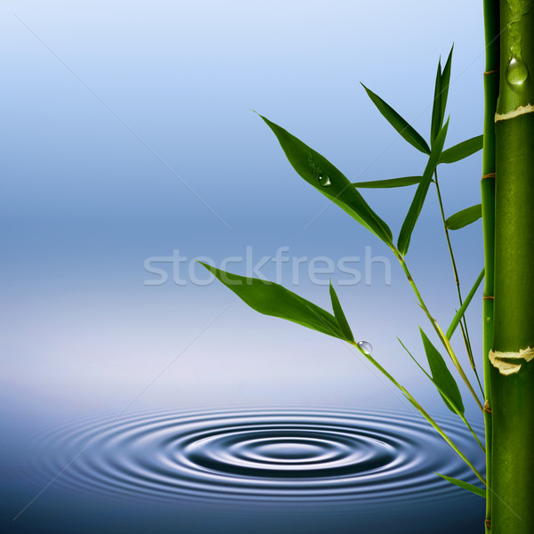 Bambusz fű harmat cseppek absztrakt környezeti Stock fotó © tolokonov