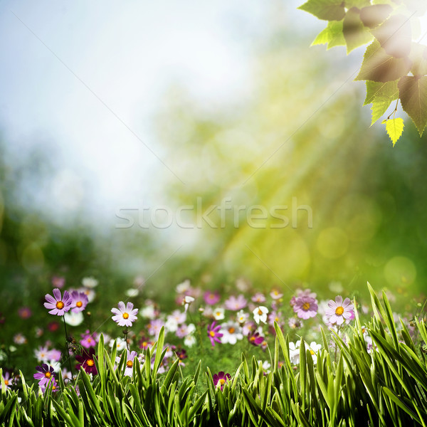 [[stock_photo]]: Résumé · naturelles · horizons · beauté · fleurs · printemps