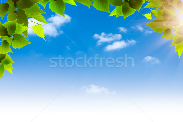 Stock foto: Grünen · Laub · blau · natürlichen · Hintergrund · Frühling