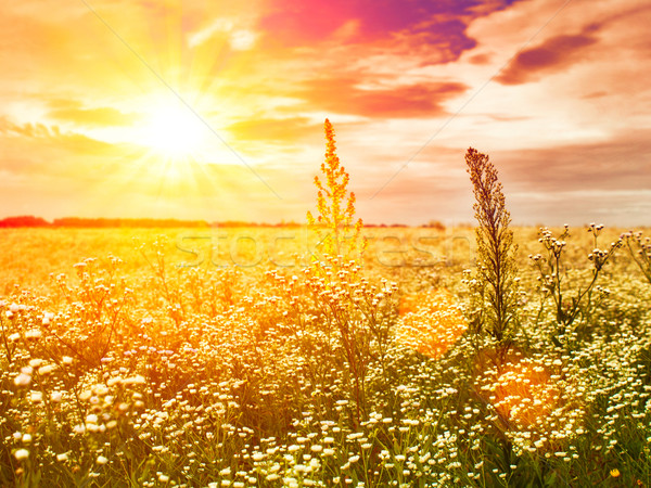 late sunset on the summer meadow, natural landscape Stock photo © tolokonov