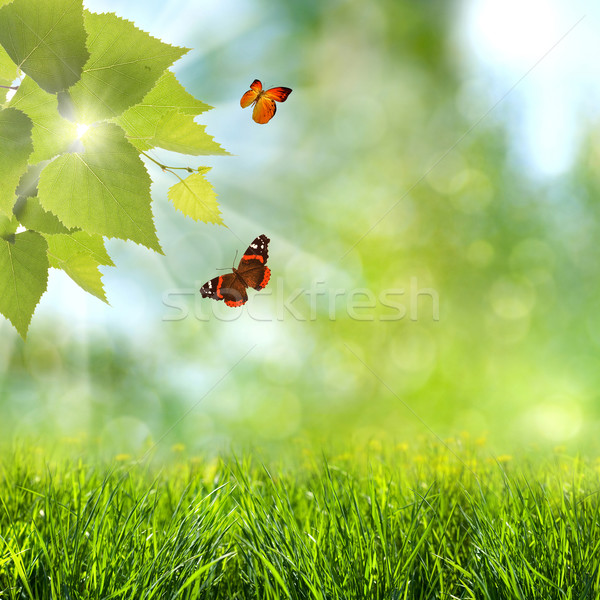 Stock photo: summer time. abstract optimistic backgrounds with flying butterf