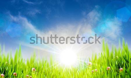 Natural rural backgrounds with copy space Stock photo © tolokonov