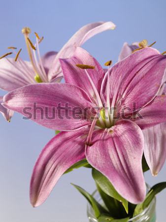 [[stock_photo]]: Belle · Lily · verre · mug · rouge · rétroéclairage