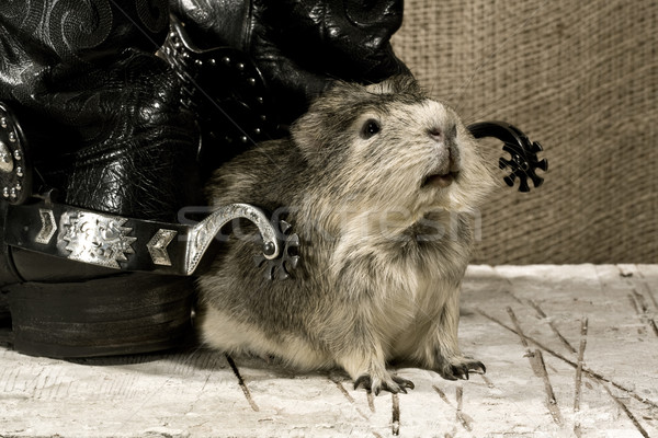 Shaggy guard. Western still life Stock photo © tolokonov