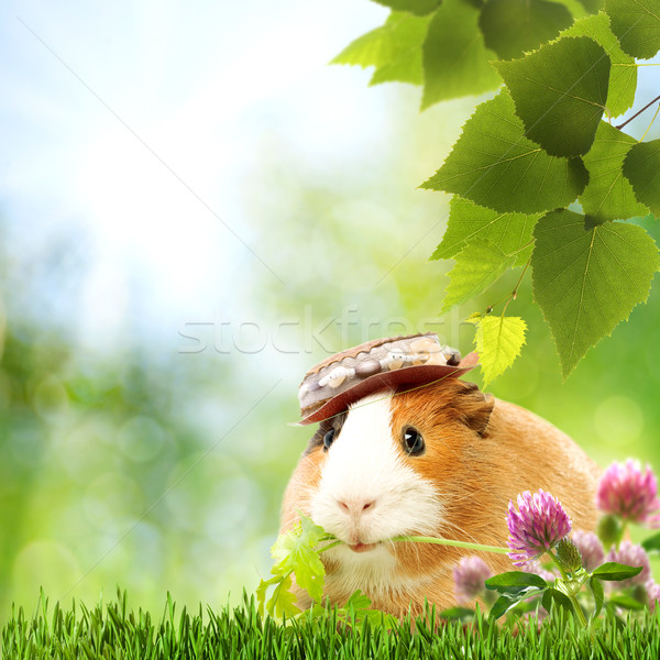 Abstract natural backgrounds with funny guinea pig Stock photo © tolokonov