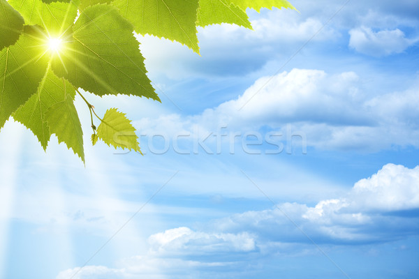 Abstract natural backgrounds against blue skies Stock photo © tolokonov