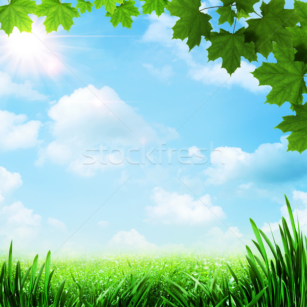 楽観的 草原 抽象的な 自然 背景 草 ストックフォト © tolokonov