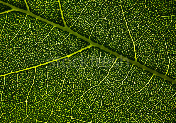 Blatt Venen abstrakten natürlichen Hintergrund Design Stock foto © tolokonov