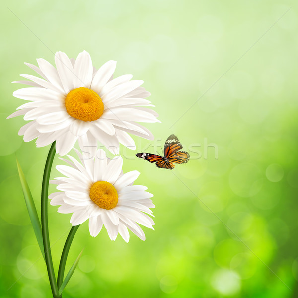 Heureux prairie résumé été horizons Daisy [[stock_photo]] © tolokonov