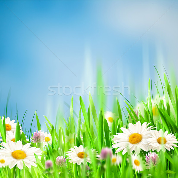 Chamomile harmony. Abstract natural backgrounds for your design Stock photo © tolokonov