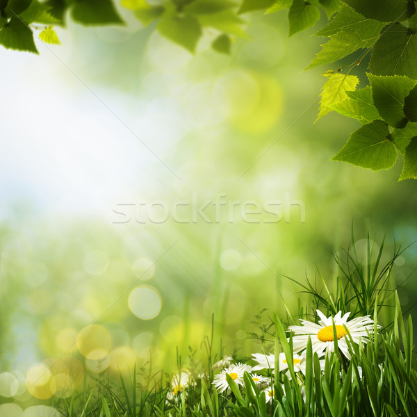 ストックフォト: 緑 · 草原 · デイジーチェーン · 自然 · 背景 · 春