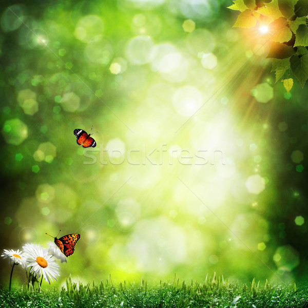 Abstract summer backgrounds with daisy flowers and butterfly Stock photo © tolokonov