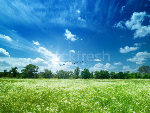 Daisy flowers field under the blue skies Stock photo © tolokonov