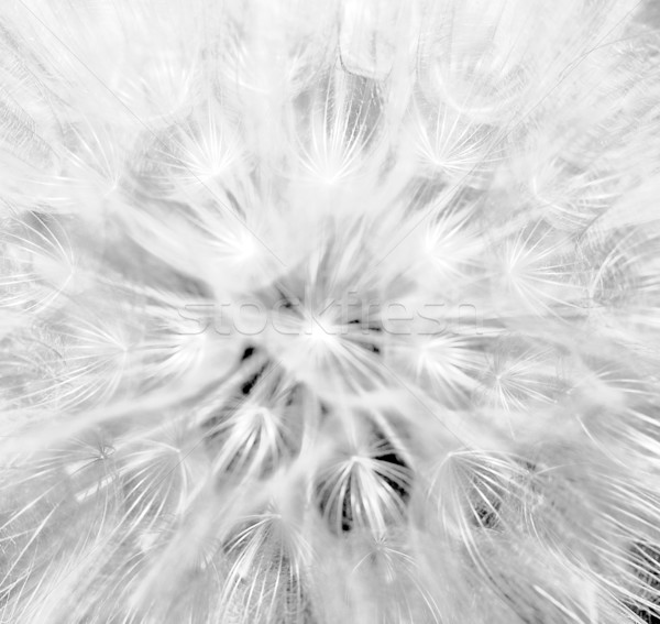 dandelion flower. abstract natural background Stock photo © tolokonov