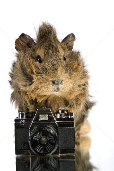 Funny shaggy photographer. A Cavia with old photo camera Stock photo © tolokonov