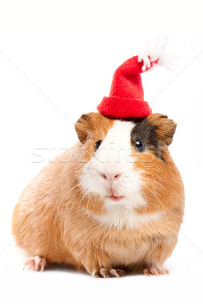 滑稽 · 豚鼠 · 肖像 ·白· 美女 · 空间 / funny guinea pig