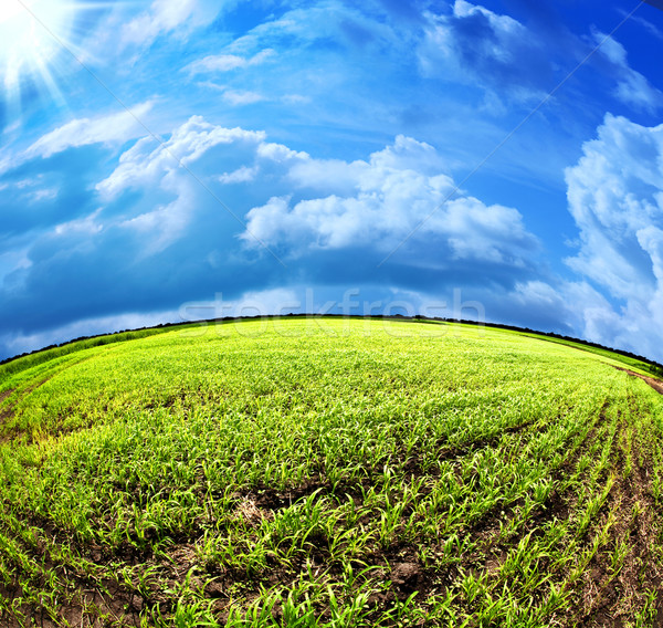 abstract summer landscape under the blue skies Stock photo © tolokonov